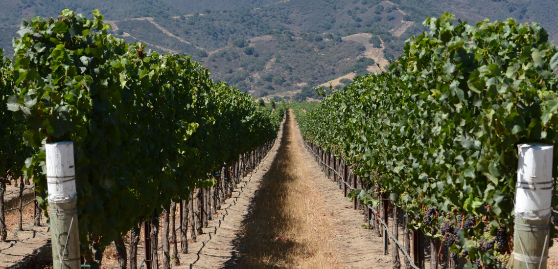 featured image winery