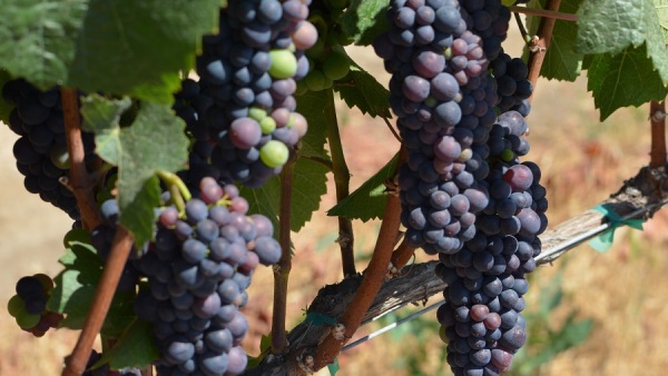 maturing_grapes