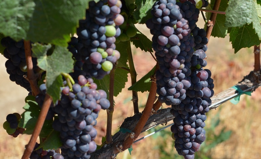 maturing_grapes